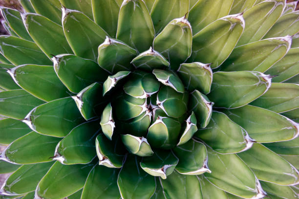 istock Succulent plant shot from above 1215415277