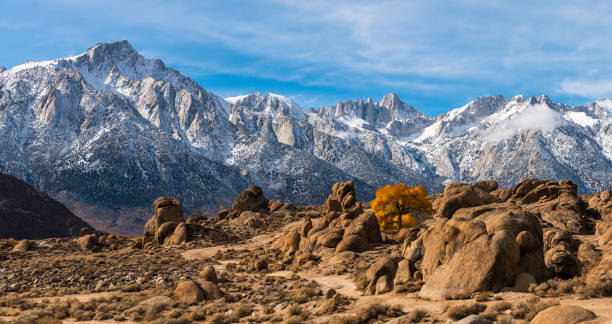 red oak growing between rocks in foothills in front of the sierra nevada mountains covered by snow and clouds, california, usa. - high desert imagens e fotografias de stock