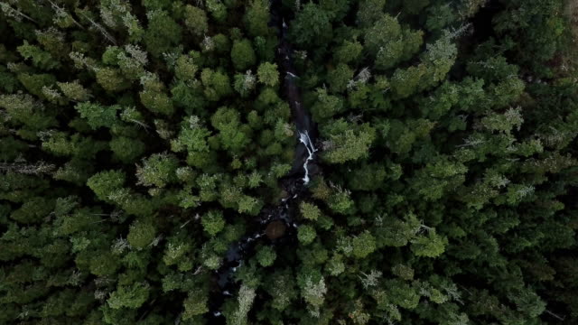 fly over lush old growth rainforest, central B.C., Canada.
