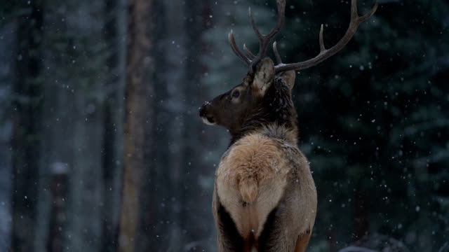 elk, winter snowfall, static camera
