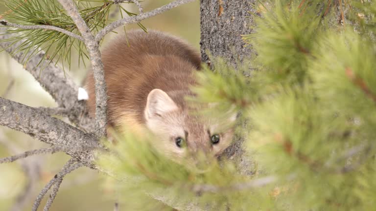 American Pine Marten