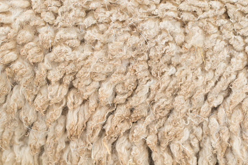 Close up macro photo of sheep’s wool taken on an organic farm