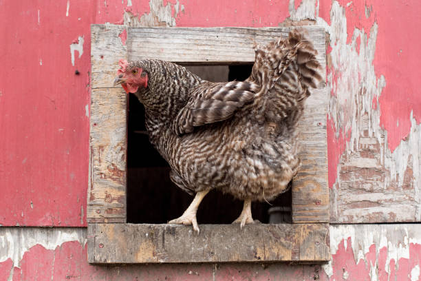istock Chicken sitting in the door if its coop 1215421262