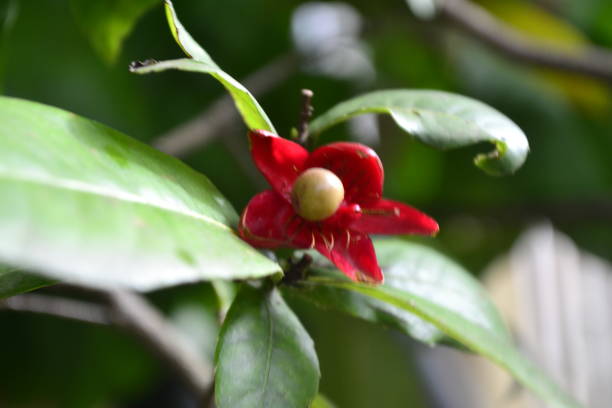 istock Plants flowers nature life 1215422229