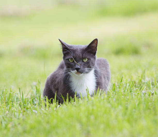 istock A Cat Sitting in the Grass 1215423786