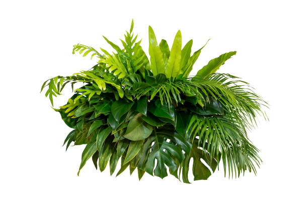 istock Green leaves pattern background, Natural background and wallpaper 1215425772