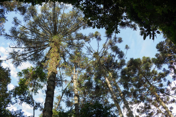 Araucarias São Paulo, SP, Brazil - February 15, 2020: Araucaria standing out in
mountain range. floresta stock pictures, royalty-free photos & images