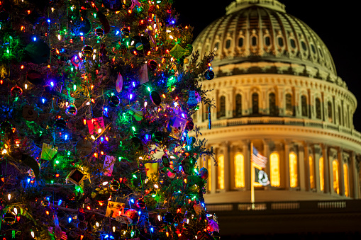 Large Christmas tree in Piazza del Popolo.