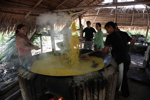 Indigenous making Cassava Flour (Manihot esculenta)  in Amazon Rainforest, Brazil