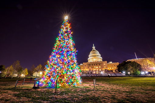 The United States Capitol Christmas Tree, otherwise known as \