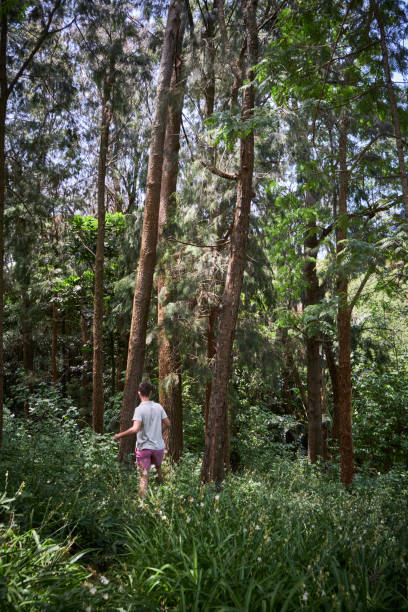 istock walking a trekking trail between the trees 1215430218