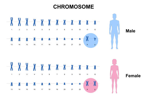 Chromosome 018-1 Autosome and sex chromosome, Normal human karyotype, Men and Women MALE CHROMOSOME stock illustrations