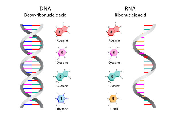 dna와 rna 분자의 구조 - thymine stock illustrations