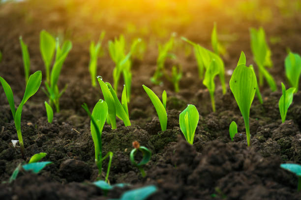 istock Corn seedling in the agriculture field under sunshine 1215431139