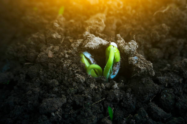 istock navy bean sprout cultured in agirculture field under sunshine 1215431818