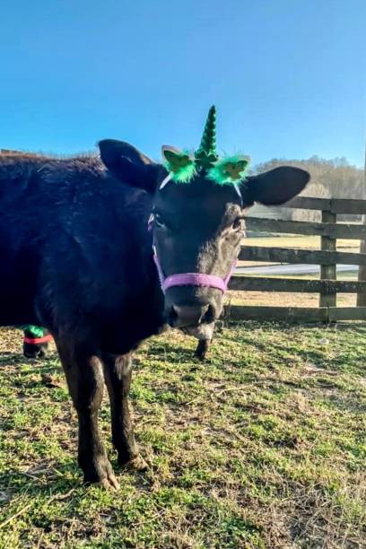 istock Cow dressed up like a unicorn 1215432100