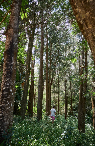 istock walking a trekking trail between the trees 1215432747