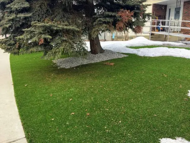 Photo of A beautiful artificial lawn in the front yard with a nice big tree.  Photo taken in winter, appearance remains bright and natural looking.