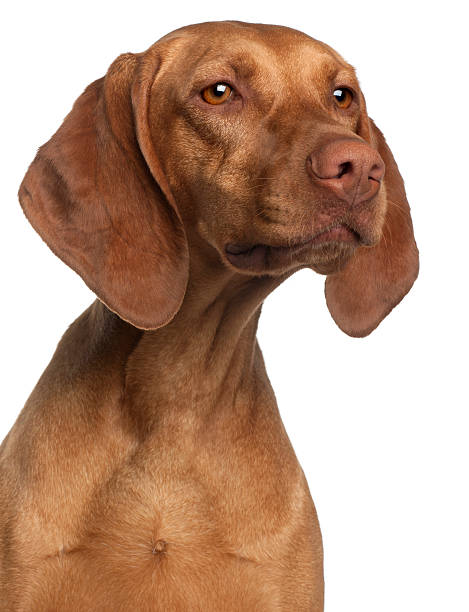 istock Close-up of Vizsla, two years old, white background. 121543467