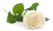 Front view of a Rose, lying, white background.