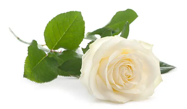 Photo of Front view of a Rose, lying, white background.