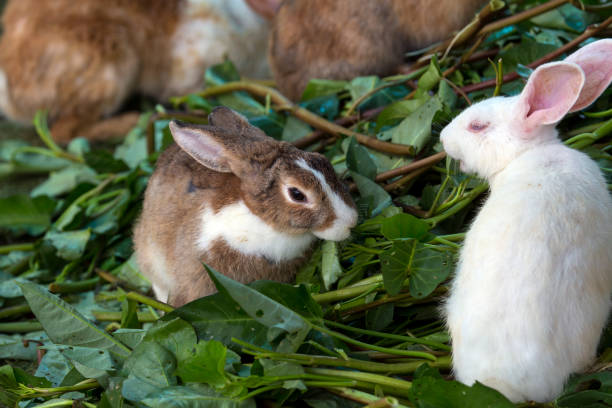 Bunny rabbit eating in farm stock photo