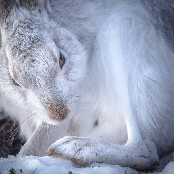 Mountain Hare portrait sitting on snow covered gorse.