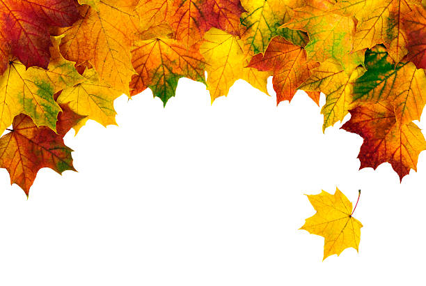 outono folhas construindo uma borda em forma de arco - 5470 imagens e fotografias de stock