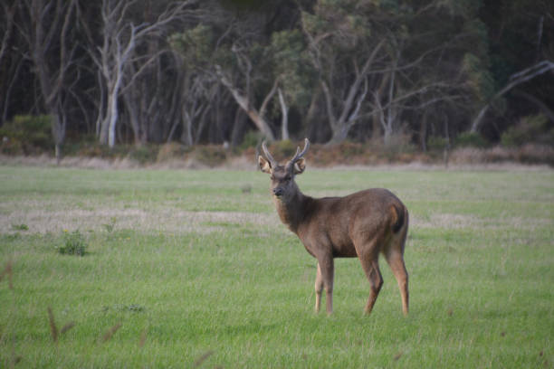Deer on a green field along the Great Ocean Road in Victoria, Australia.