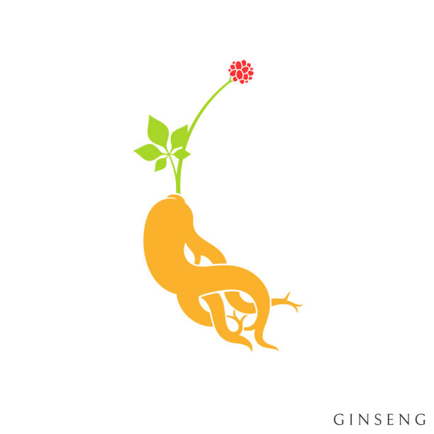 赤高麗人参 - ginseng leaf berry nature点のイラスト素材／クリップアート素材／マンガ素材／アイコン素材