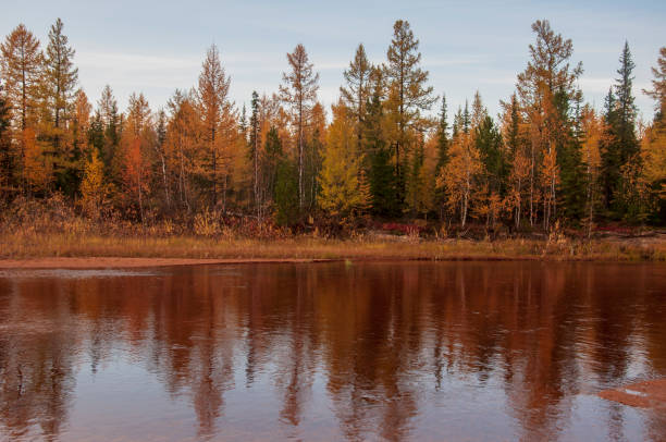 istock Yellow river slow flowing across the fall forest with reflections of  trees such as pine, birch, larch and grass in the water. Autumn on the north with blue sky above. Brown sand banks 1215443061