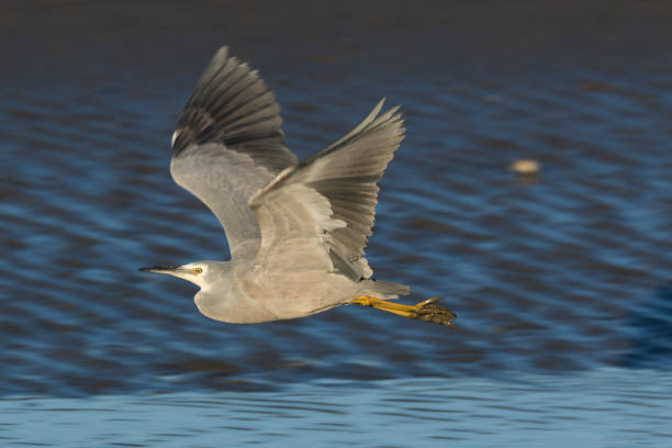 istock White-faced Heron - Egretta novaehollandiae 1215448316
