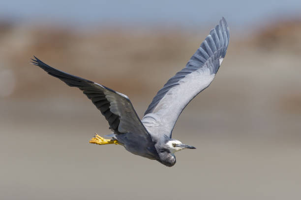 istock White-faced Heron - Egretta novaehollandiae 1215448337