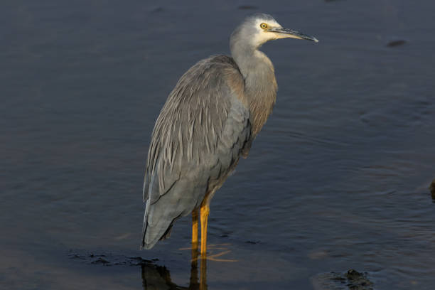 czapla białolicowa - egretta novaehollandiae - white heron zdjęcia i obrazy z banku zdjęć