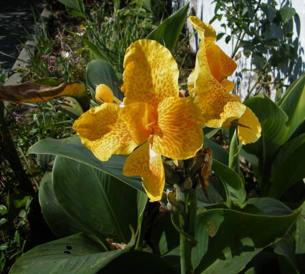 istock different types of flower with different shape and colors 1215448783