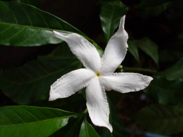 istock different types of flower with different shape and colors 1215449457