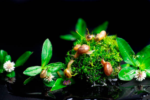 small snails on green mossy stones isolated on a black background