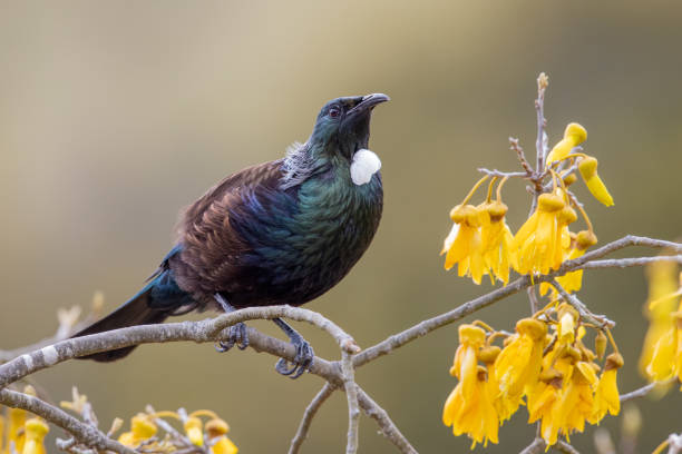 투이, 뉴질랜드 허니이터 - 프로스마데라 노바에세란디아에 - honeyeater 뉴스 사진 이미지