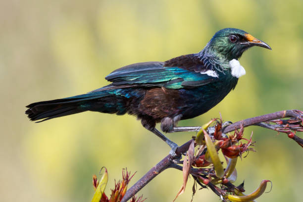 Tui New Zealand Honeyeater Prosthemadera Novaeseelandiae Hình ảnh Sẵn có - Tải xuống Hình ảnh Ngay bây giờ - iStock