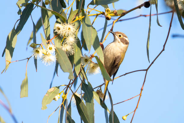 Endemic Australian Honeyeater usually found in familial groups.