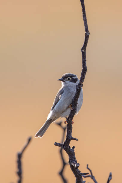 istock Brown-headed Honeyeater - Melithreptus brevirostris 1215450750