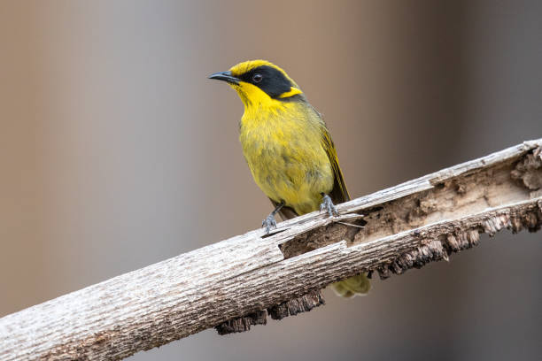 istock Yellow-tufted Honeyeater - Lichenostomus melanops 1215450846