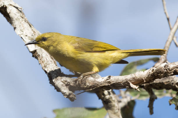 istock Yellow Honeyeater - Lichenostomus flavus 1215450851