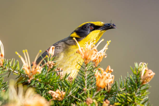 istock Yellow-tufted Honeyeater - Lichenostomus melanops 1215450866