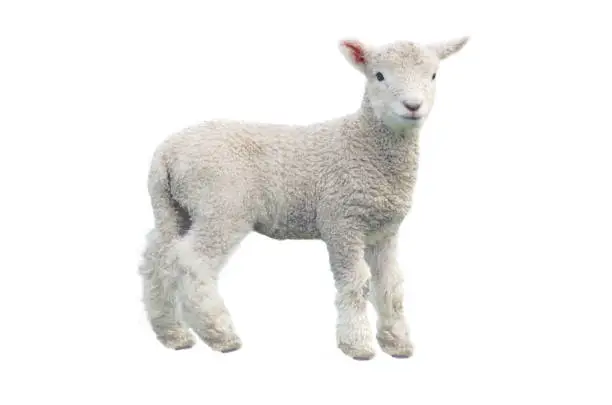 Photo of Cut out of young sheep isolated on white background