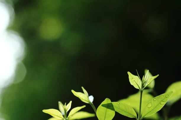 new leaves growing up. new life springing from nature. green leaves and dazzling warm bokeh lighting background. circle of life and environmental awareness and ecosystem conservation themes. - themes imagens e fotografias de stock