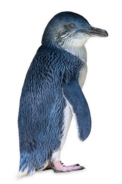 маленький пингвин изолирован на белом фоне - fairy penguin стоковые фото и изображения