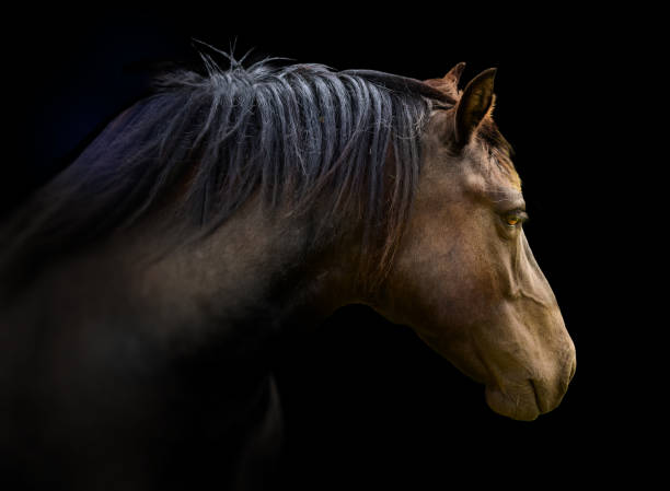 istock Brown horse head on black background 1215452580