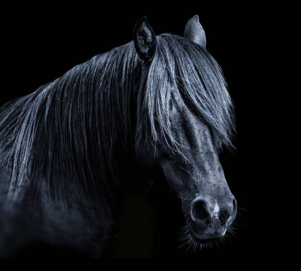 istock Black horse head on black background 1215452581