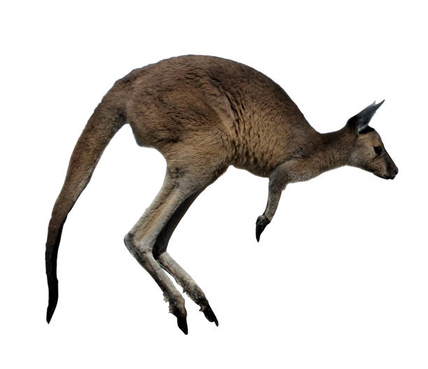 istock Western Gray Kangaroo Jumping isolated on white background. 1215452611